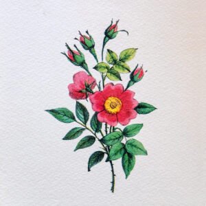 021 ΓΚΡΑΒΟΥΡΑ 18x13cm