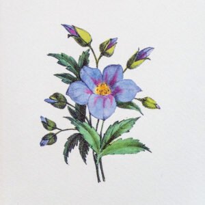 023 ΓΚΡΑΒΟΥΡΑ 18x13cm