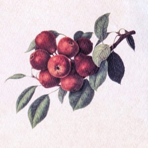 229 ΓΚΡΑΒΟΥΡΑ 18x13cm